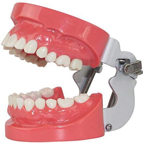 Стандартният модел на зъби за възрастни (28 парчета от зъби) с челюст, която е достъпна за прикусывания за демонстрация