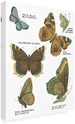 Търговска марка на Fine Art 'Картичка с ботанически пеперуди III бял цвят' Платно Арт от Wild Apple Portfolio 24x32
